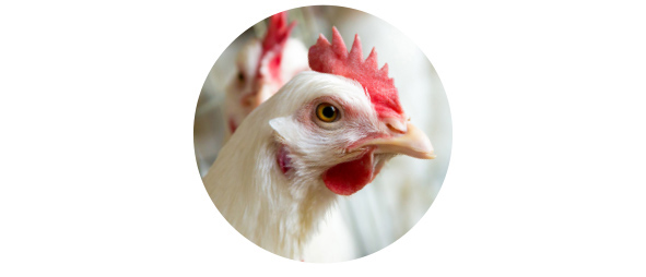 Pollo de engorde