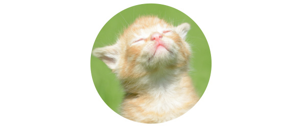 Gato