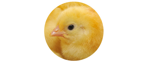 Pollitos