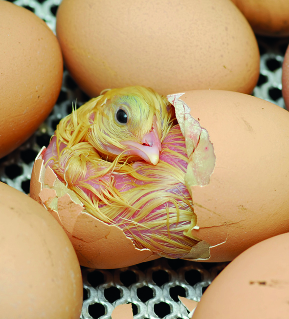 Pollo en eclosión