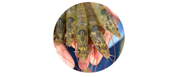Camarones