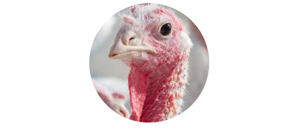 Pavos