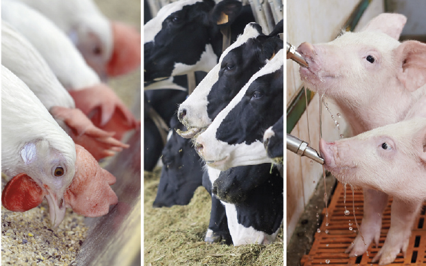 Animales comiendo