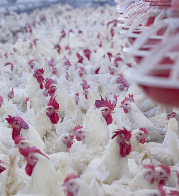 Pollos de engorde