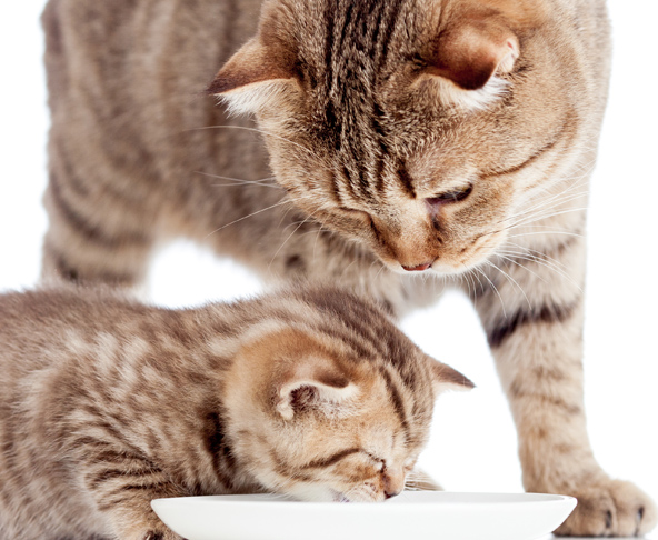 Gatos