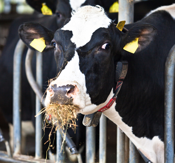 cow eating