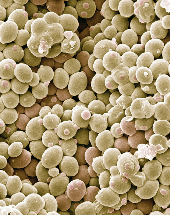 Mycotoxin control