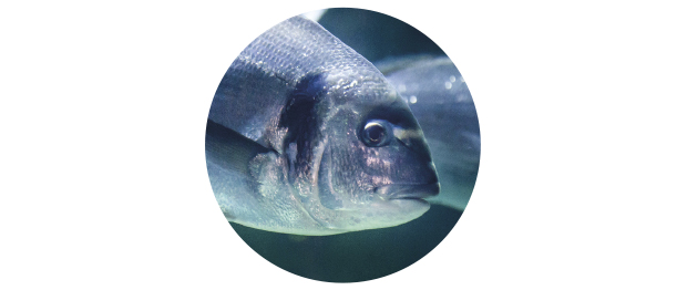 Pargo